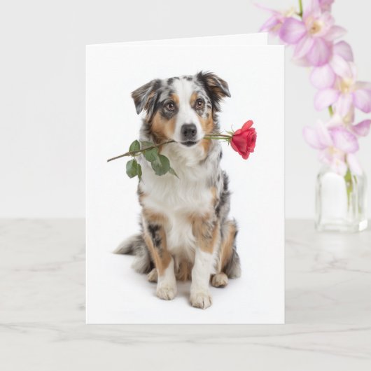 Blue Merle Aussie Valentine – Devoted Love カード (蘭)