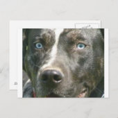blue merle catahoula.png ポストカード (正面/裏面)