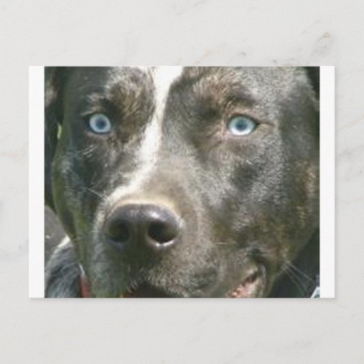 blue merle catahoula.png ポストカード (正面)