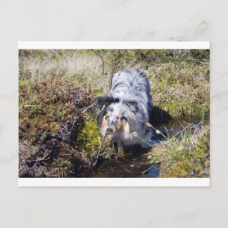 Blue Merle Shetland Sheepdog ポストカード