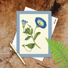 Blue Morning Glory Vine Illustration Postcard ポストカード