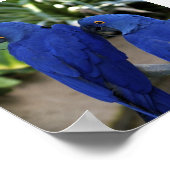 Blue Parrotsフォトポスター ポスター (角)