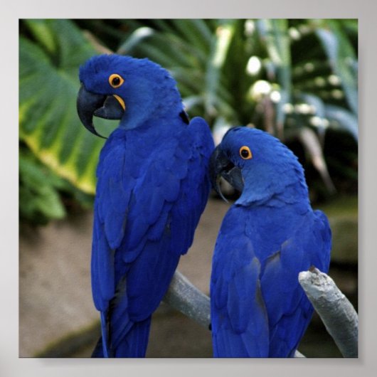 Blue Parrotsフォトポスター ポスター (正面)