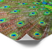 Blue Peacock #3ポスター ポスター (角)