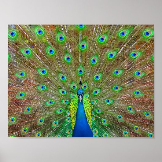 Blue Peacock #3ポスター ポスター (正面)