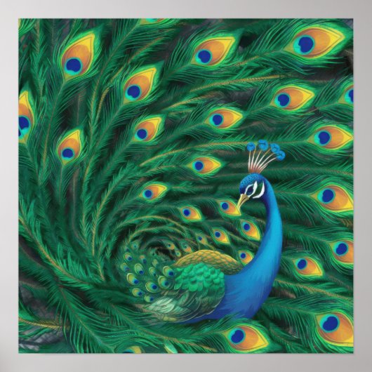 Blue Peacock Bird ポスター (正面)