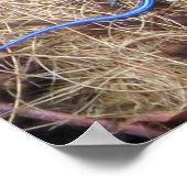 Blue Tailed Skink ポスター (角)