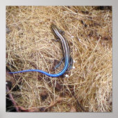 Blue Tailed Skink ポスター (正面)