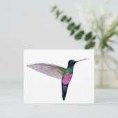 Blue-throated starfrontlet ポストカード (スタンド正面)