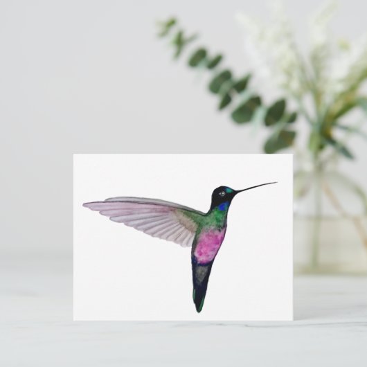 Blue-throated starfrontlet ポストカード (スタンド正面)