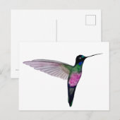 Blue-throated starfrontlet ポストカード (正面/裏面)