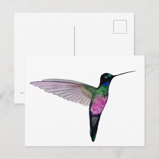 Blue-throated starfrontlet ポストカード (正面/裏面)