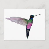 Blue-throated starfrontlet ポストカード (正面)