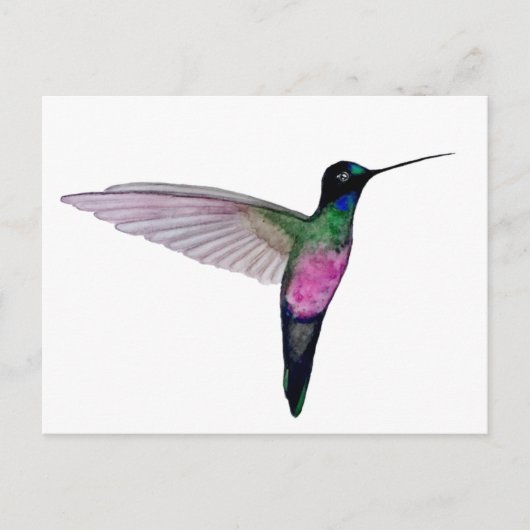 Blue-throated starfrontlet ポストカード (正面)