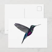 Blue-throated starfrontlet ポストカード (正面/裏面)