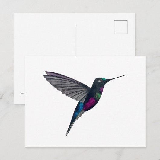 Blue-throated starfrontlet ポストカード (正面/裏面)