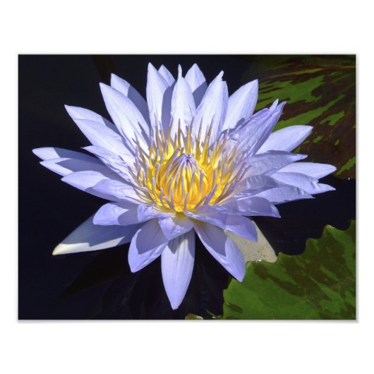 Blue Water Lily 14インチx 11インチフォトプリント フォトプリント (正面)