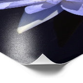 Blue Water Lily 14インチx 11インチフォトプリント フォトプリント (角)