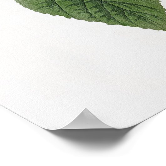 Blue-winged Yellow Warbler Audubon Birds America ポスター (角)