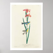 Blue Yellow back Warbler by Audubon Poster ポスター (正面)