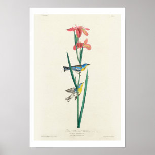 Blue Yellow back Warbler by Audubon Poster ポスター