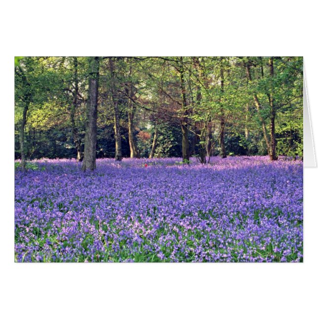 Bluebellの森、イギリスの花 (正面横)