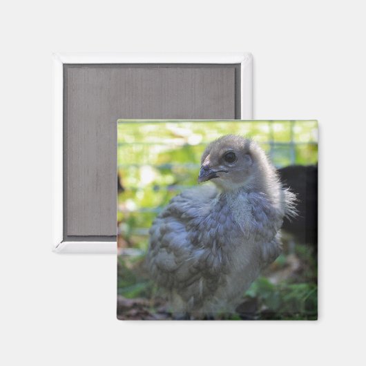 Bluebell マグネット (正面/裏面)