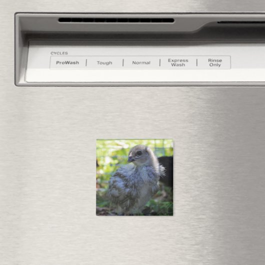 Bluebell マグネット (インサイチュ (食洗機))