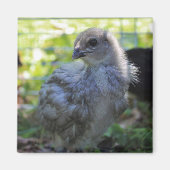 Bluebell マグネット (正面)