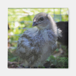 Bluebell マグネット