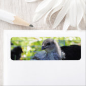 Bluebell ラベル (インサイチュ)