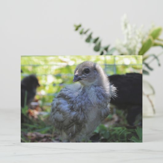 Bluebell 招待状 (スタンド正面)