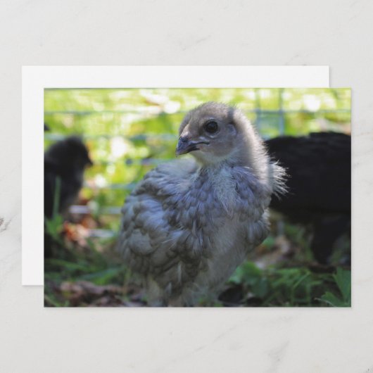 Bluebell 招待状 (正面/裏面)