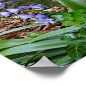 BLUEBELL WOOD ～ポスター# 2 ポスター (角)