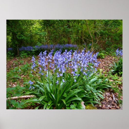 BLUEBELL WOOD ～ポスター# 8 ポスター (正面)