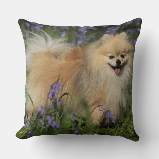 Bluebellsのカメラを見るポメラニア犬 クッション (正面)