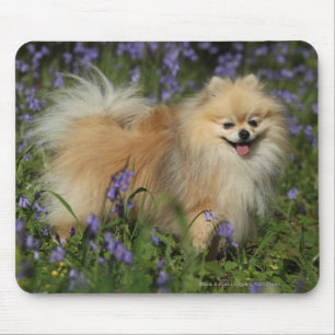 Bluebellsのカメラを見るポメラニア犬 マウスパッド