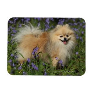 Bluebellsのカメラを見るポメラニア犬 マグネット