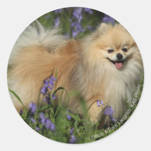 Bluebellsのカメラを見るポメラニア犬 ラウンドシール