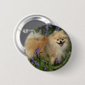 Bluebellsのカメラを見るポメラニア犬 缶バッジ (正面&裏面)