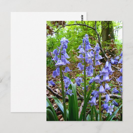 BLUEBELLS ~はがき ポストカード (正面/裏面)