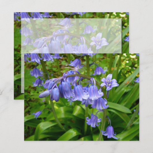 BLUEBELLS~はがき# 2 ポストカード (正面/裏面)