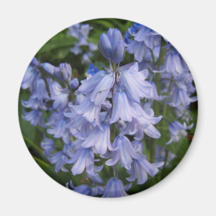 Bluebells マグネット