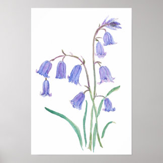 bluebells flowers   watercolour flowers  ポスター