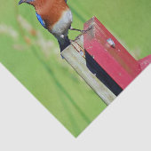 Bluebirdかわいらし写真 薄葉紙 (詳細)