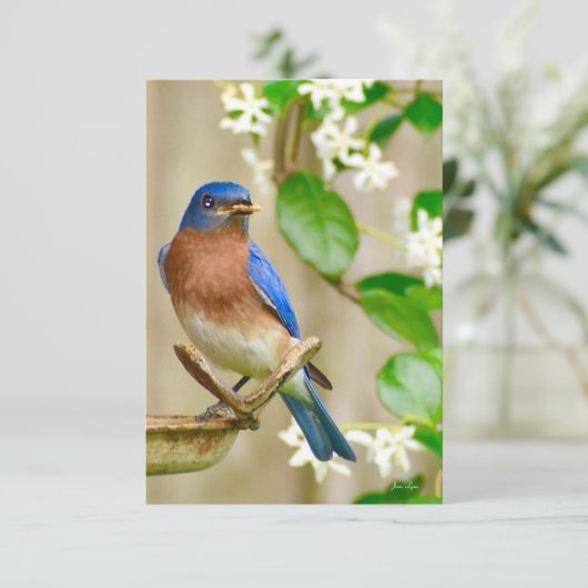 Bluebirdカード自然ノートカード サンキューカード (スタンド正面)