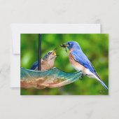 Bluebirdカード自然ノートカード サンキューカード (正面)