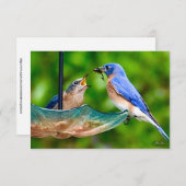 Bluebirdカード自然ノートカード サンキューカード (正面/裏面)