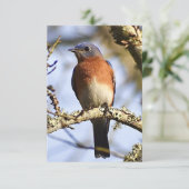 Bluebirdカード自然ノートカード サンキューカード (スタンド正面)