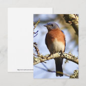 Bluebirdカード自然ノートカード サンキューカード (正面/裏面)